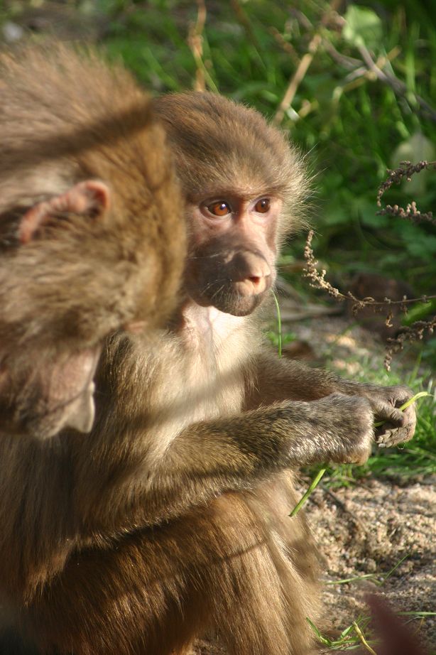2011040701542308_k-Zoo & Jana 011.jpg